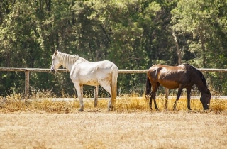 ven a pasear con nuestros caballos